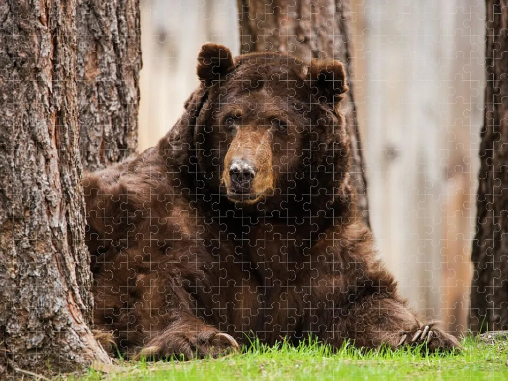 The King of Tahoe by Brad Scott - Puzzle